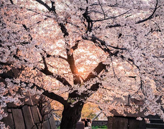 Almendro en flor. Fotografía de Satoshi Hirayama