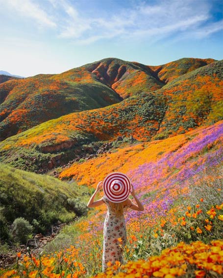 Primavera en flor. Fotografía de Angélica Reyn